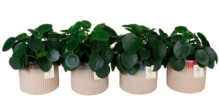 L 67130 with Pilea peperomioides Mix 12 cm, D 12