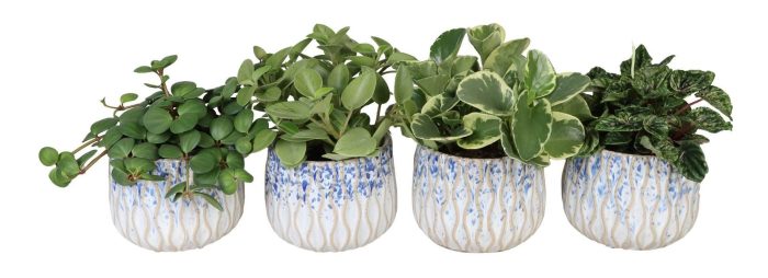 L 67298 with Peperomia Mix 12 cm, D 12