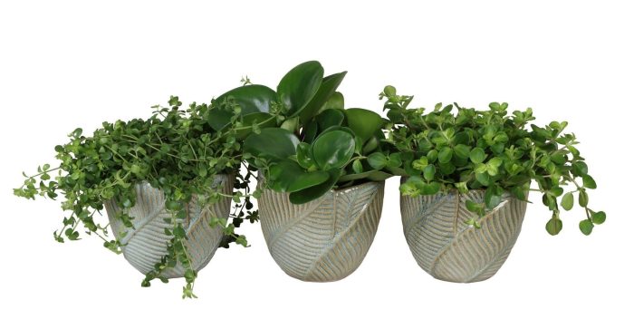 L 67312 with Peperomia Mix 12 cm, D 12