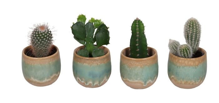 L 67352 With Cactus Mix 6 cm, D 6