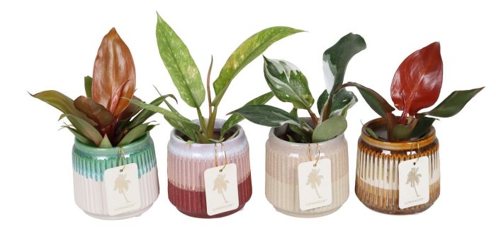 L 67375 with Philodendron Mix 6 cm, D 6