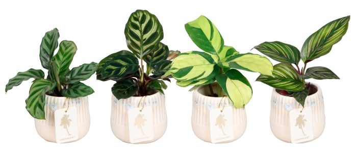 L 67425 with Calathea Mix 6 cm, D 6