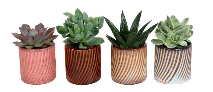 L 67474 With Succulent Mix 6 cm, D 6