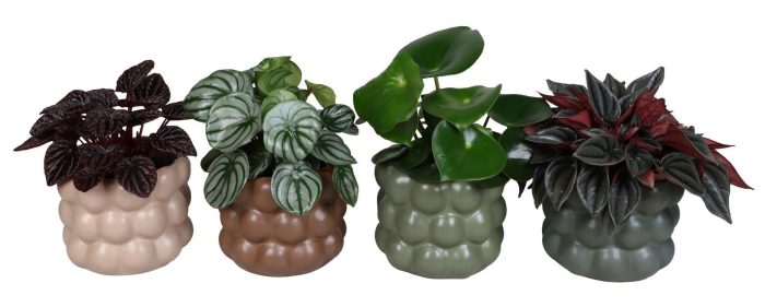 L 67507 with Peperomia Mix 12 cm, D 12