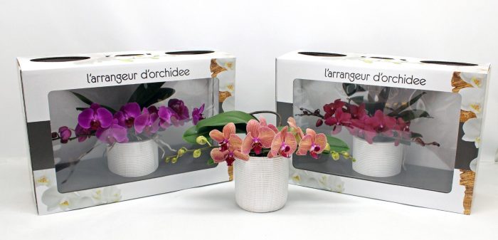 L'arrangeur D'orchidee Gemengd (RIJP), D 12