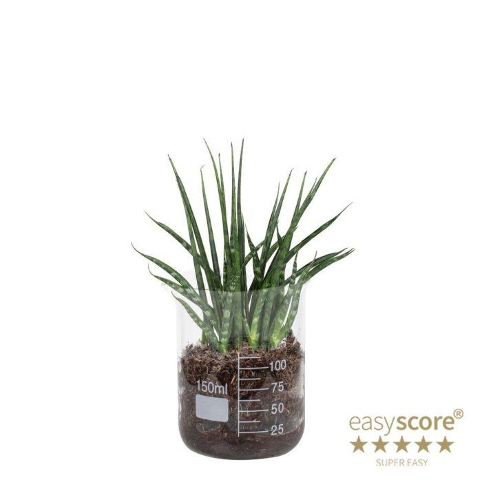 Lab Glass, Sansevieria Fernwood, D 7