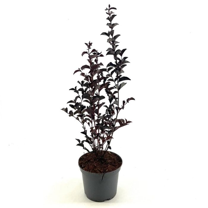 Lagerstroemia i. Crimson Red, rood, D 19