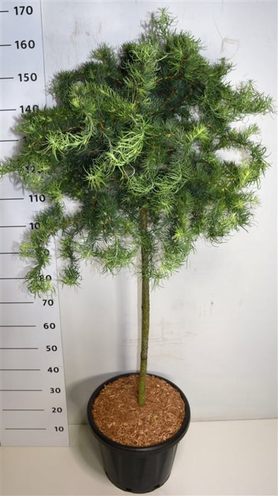 Larix kaempf. 'Diana', D 38