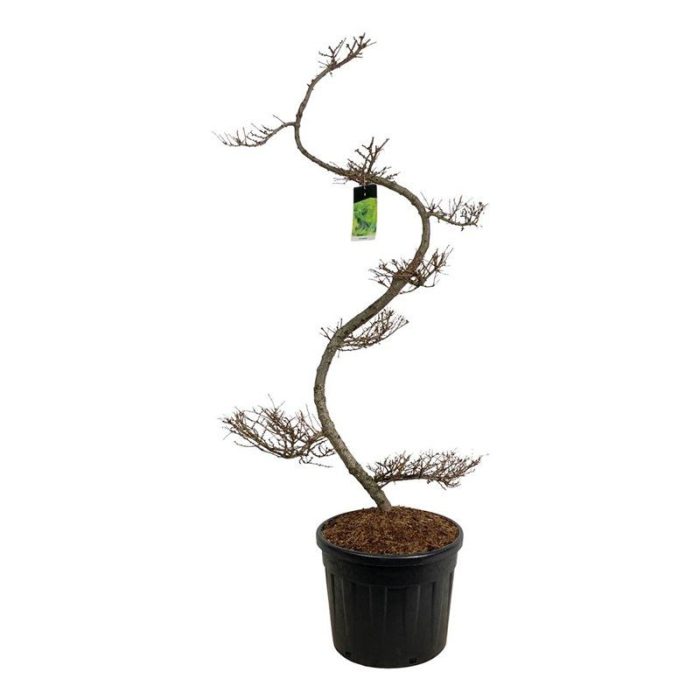 Larix kaempferi, D 60