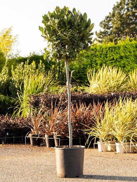 Laurus nobilis, D 31