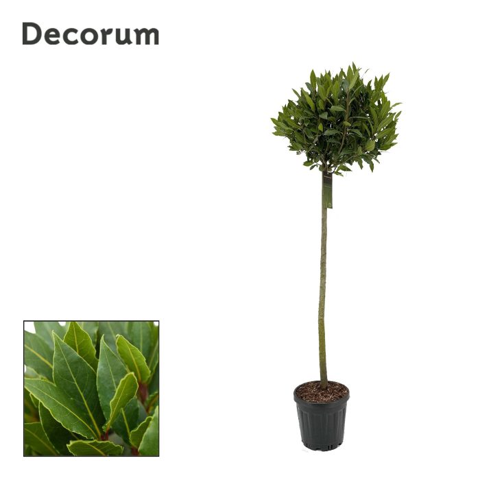 Laurus nobilis Bol op stam, D 25