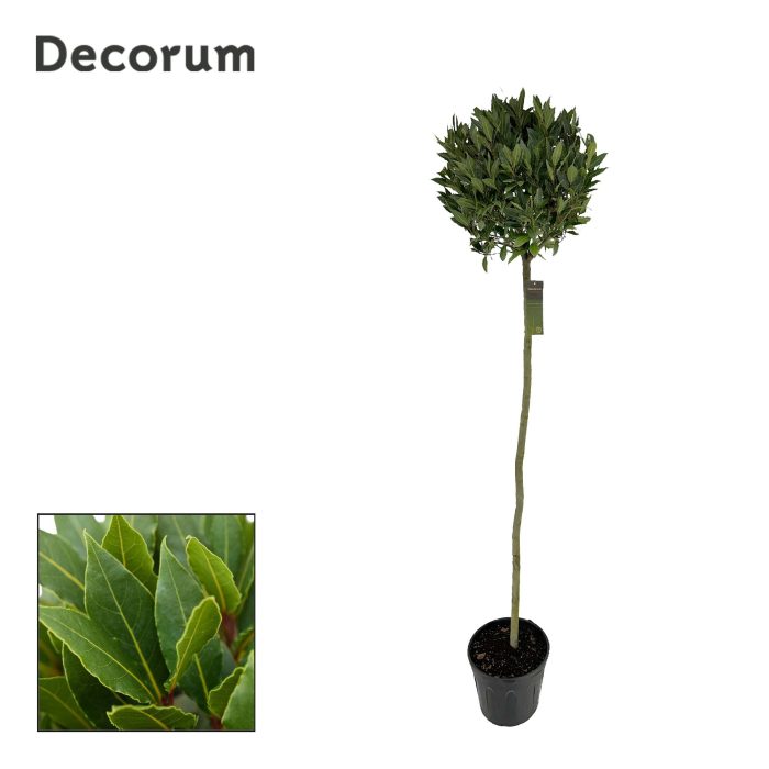 Laurus nobilis Bol op stam, D 30