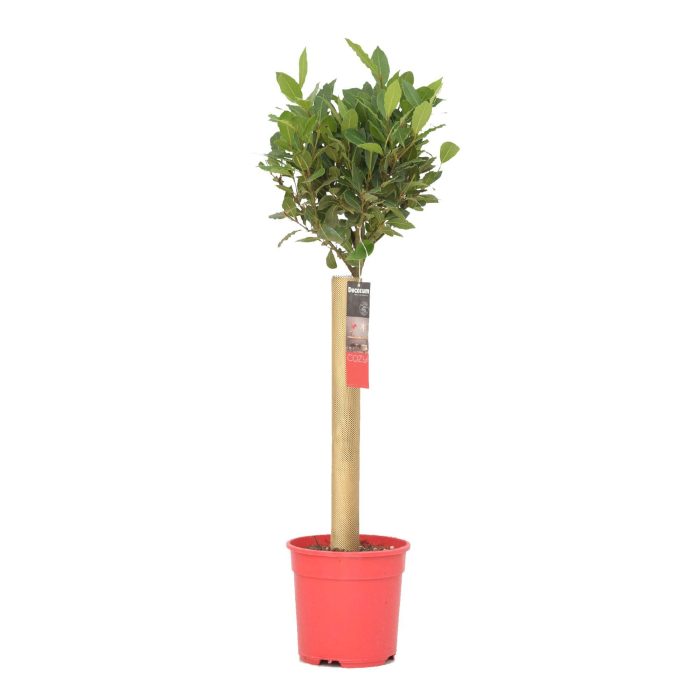 Laurus nobilis Bol op stam, D 20