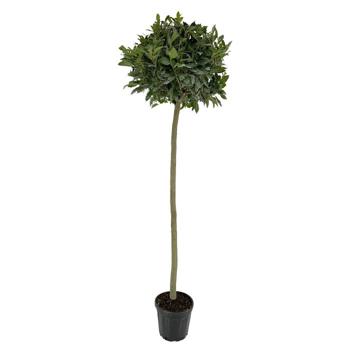 Laurus nobilis Bol op stam, D 25