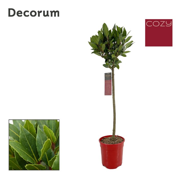 Laurus nobilis Bol op stam, D 20