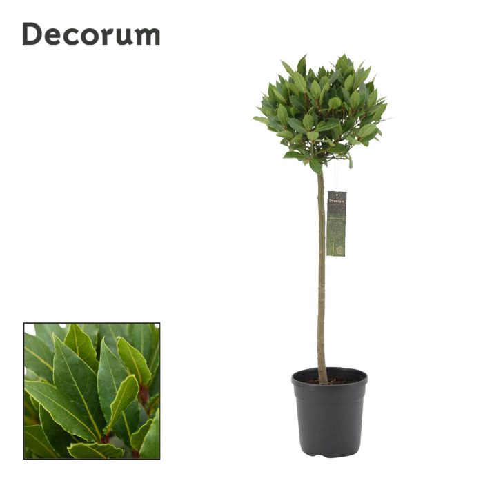 Laurus nobilis Bol op stam, D 20