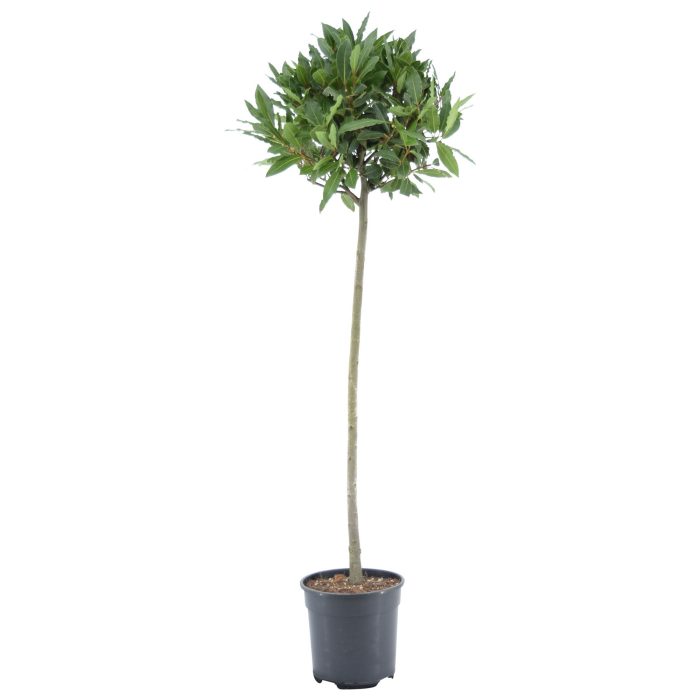Laurus nobilis Bol op stam, D 20