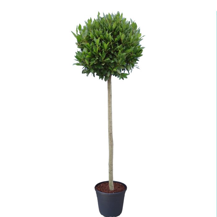 Laurus nobilis Bol op stam, D 30