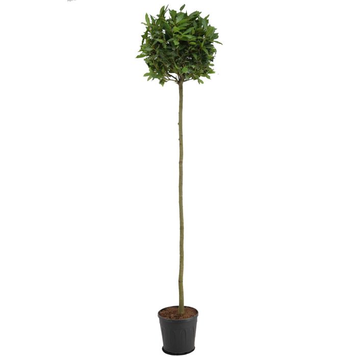 Laurus nobilis Bol op stam, D 25