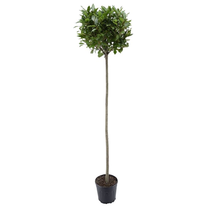 Laurus nobilis Bol op stam, D 25