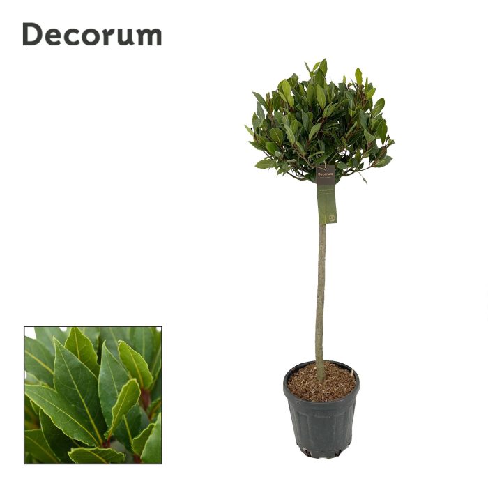 Laurus nobilis Bol op stam, D 25