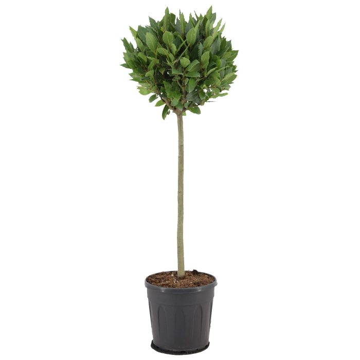 Laurus nobilis Bol op stam, D 25