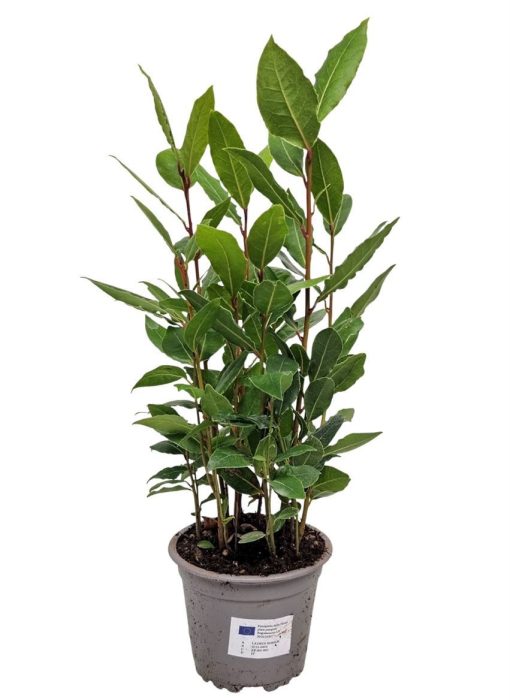 Laurus Nobilis Bush, D 11