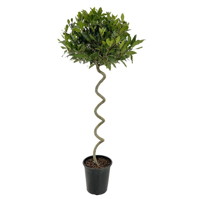 Laurus nobilis Kurketrekker, D 25