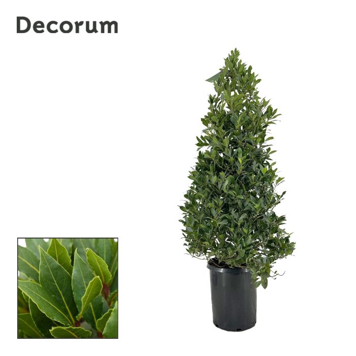Laurus nobilis Piramide, D 30