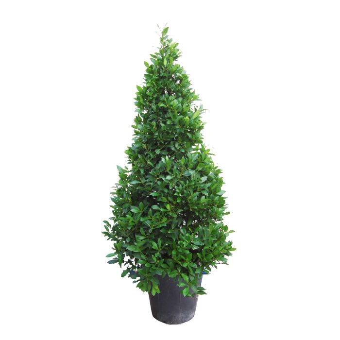Laurus nobilis Piramide, D 40
