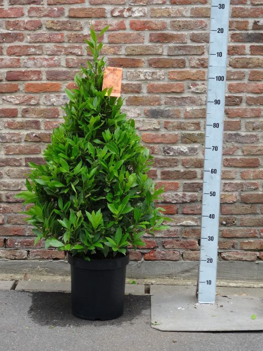 LAURUS NOBILIS PYRAMIDE 120 CM P 25, D 25
