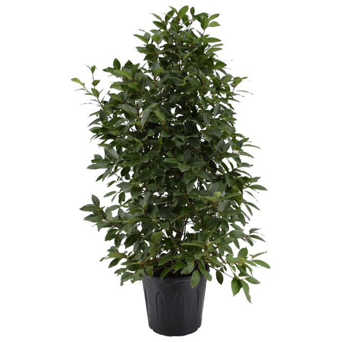 Laurus nobilis Struik, D 30
