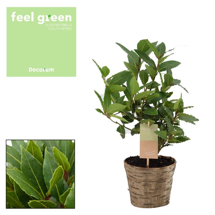 Laurus nobilis Struik houten sierpot, D 14