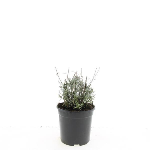 Lavandula ang. 'Hidcote', D 14