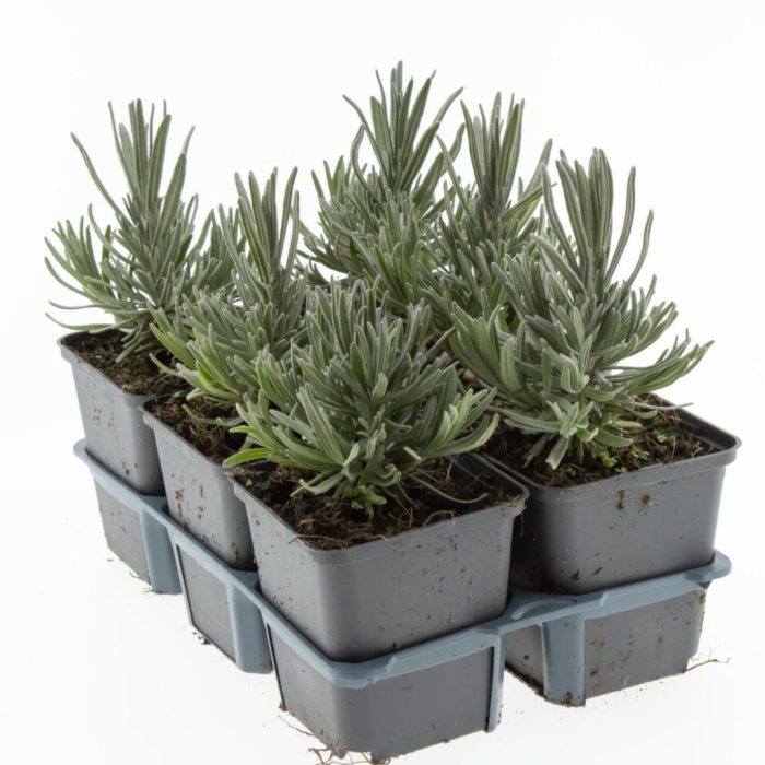 Lavandula ang. 'Munstead', D 9