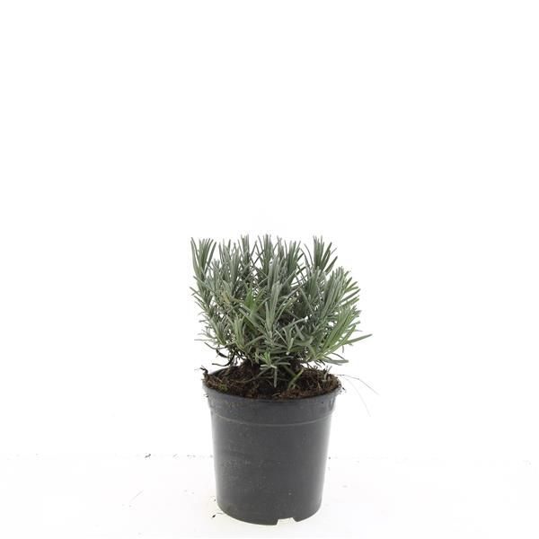 Lavandula ang. 'Munstead', D 14