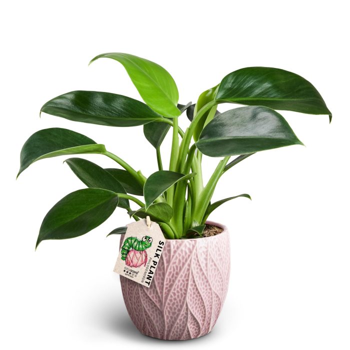 Leaf Rosa, Philodendron ´Green Princess´, D 12
