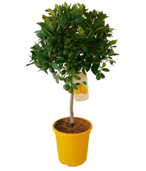 Lemon Citrus stem C23, D 23