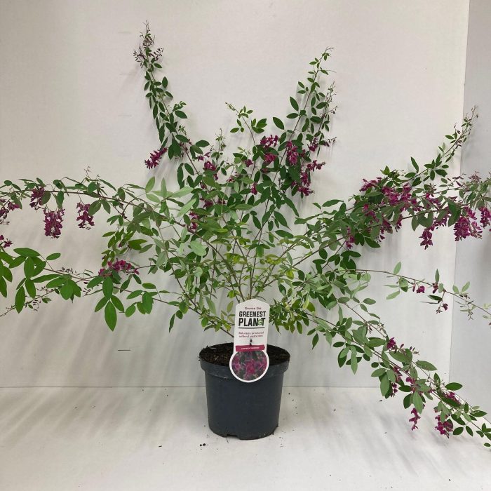 Lespedeza thunbergii, D 19