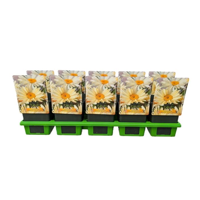 Leucanthemum maximum 'Banana Cream' P11, D 11