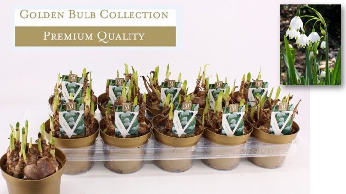 Leucojum, D 12