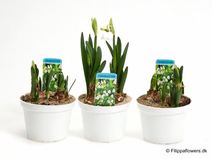 LEUCOJUM AESTIVUM, D 10