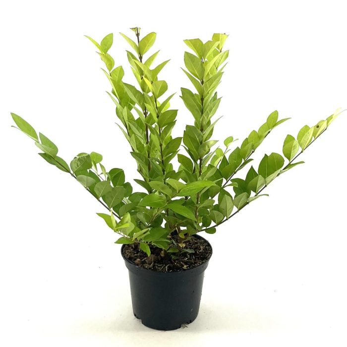 Ligustrum 'Vicaryi', D 17