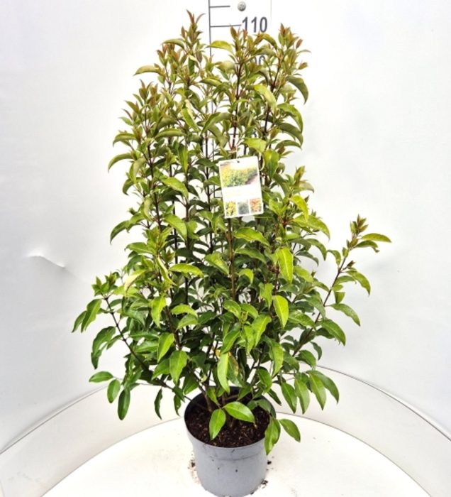 Ligustrum luc. Green Screen, D 28