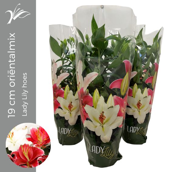 Lilium 19 cm oriëntalmix Lady Lily hoes (or. lelie), D 19