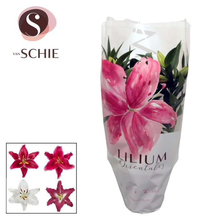 Lilium Or Mix 4pp, D 19