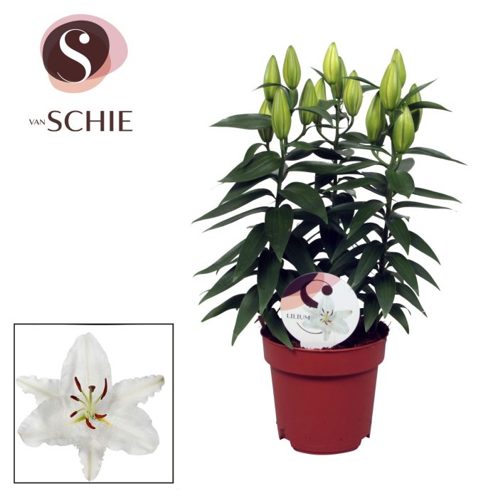 Lilium Or Oxygen 17cm, D 17
