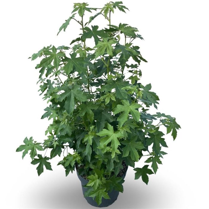 Liquidambar styraciflua, D 50