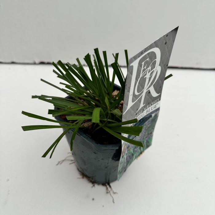 Liriope 'Big Blue', D 13