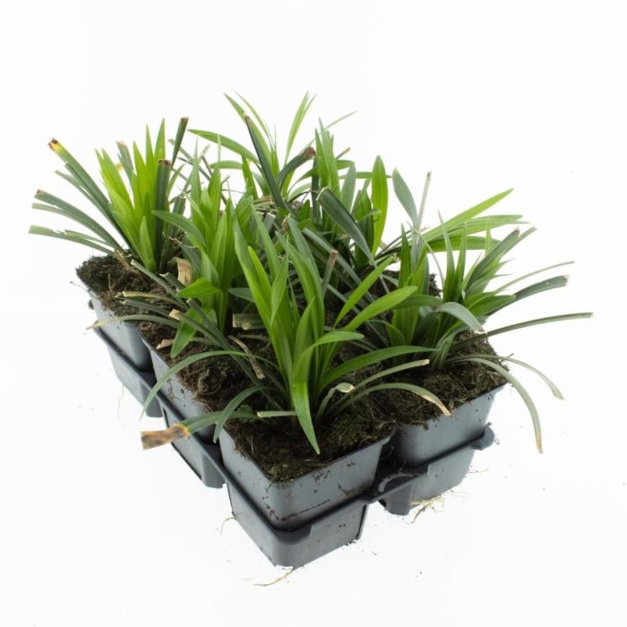 Liriope muscari 'Moneymaker', D 9